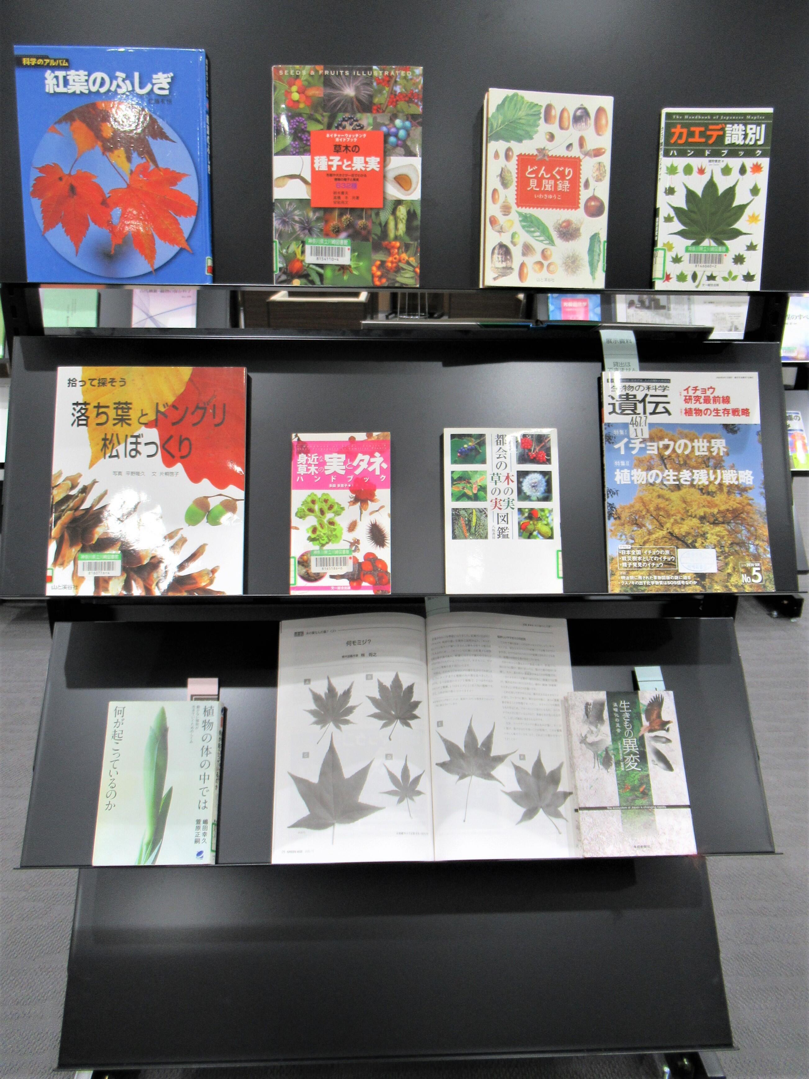 展示(紅葉2)
