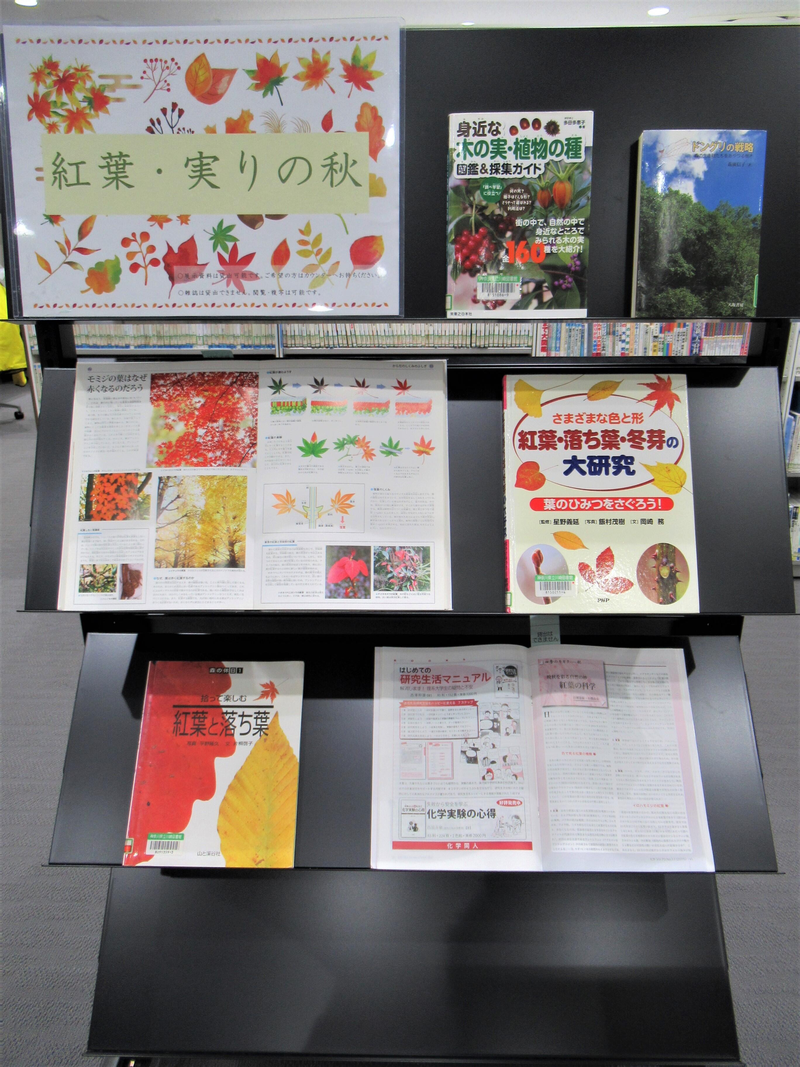 展示(紅葉)
