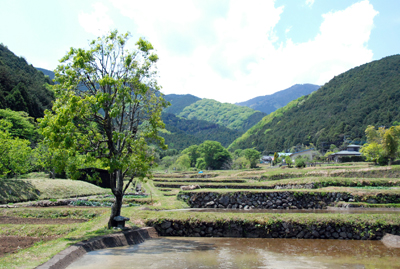 日向地域の水田から大山を望む