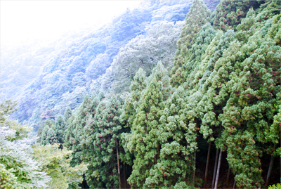 大山の新緑