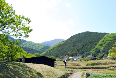 大山の新緑