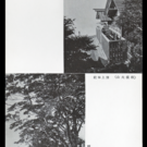 頂上本・戟i頂上本社・・・現在の「阿夫利神社上社」）　雨降木