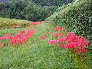 彼岸花