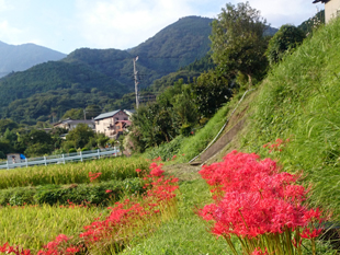 彼岸花