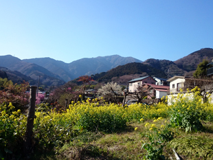 春、大山遠景