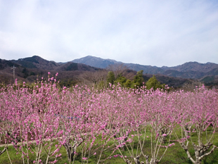 春、大山遠景