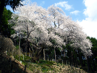 大山桜