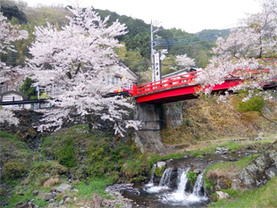 大山桜