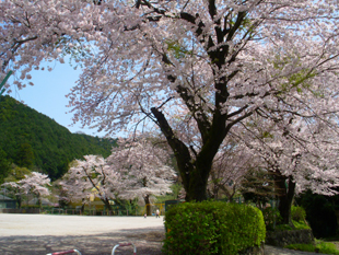 大山桜