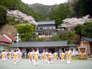 大山桜