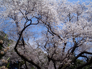 大山桜