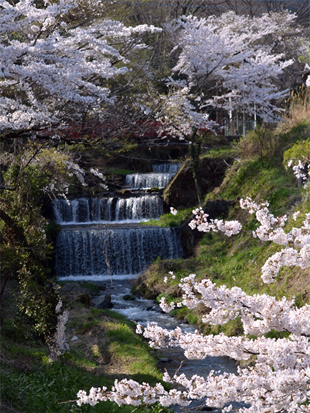 大山桜