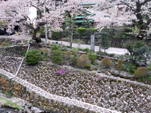 大山桜