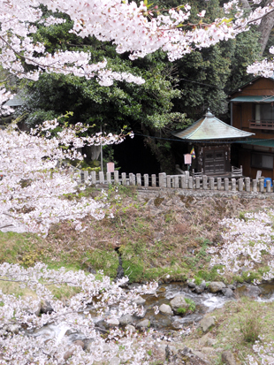 大山桜