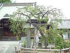 照水梅2