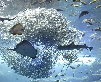 相模湾大水槽の様子 .jpg