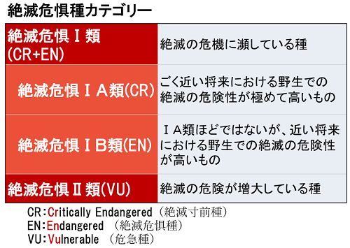絶滅危惧種カテゴリー.png
